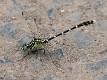 Hemigomphus heteroclytus male-2866